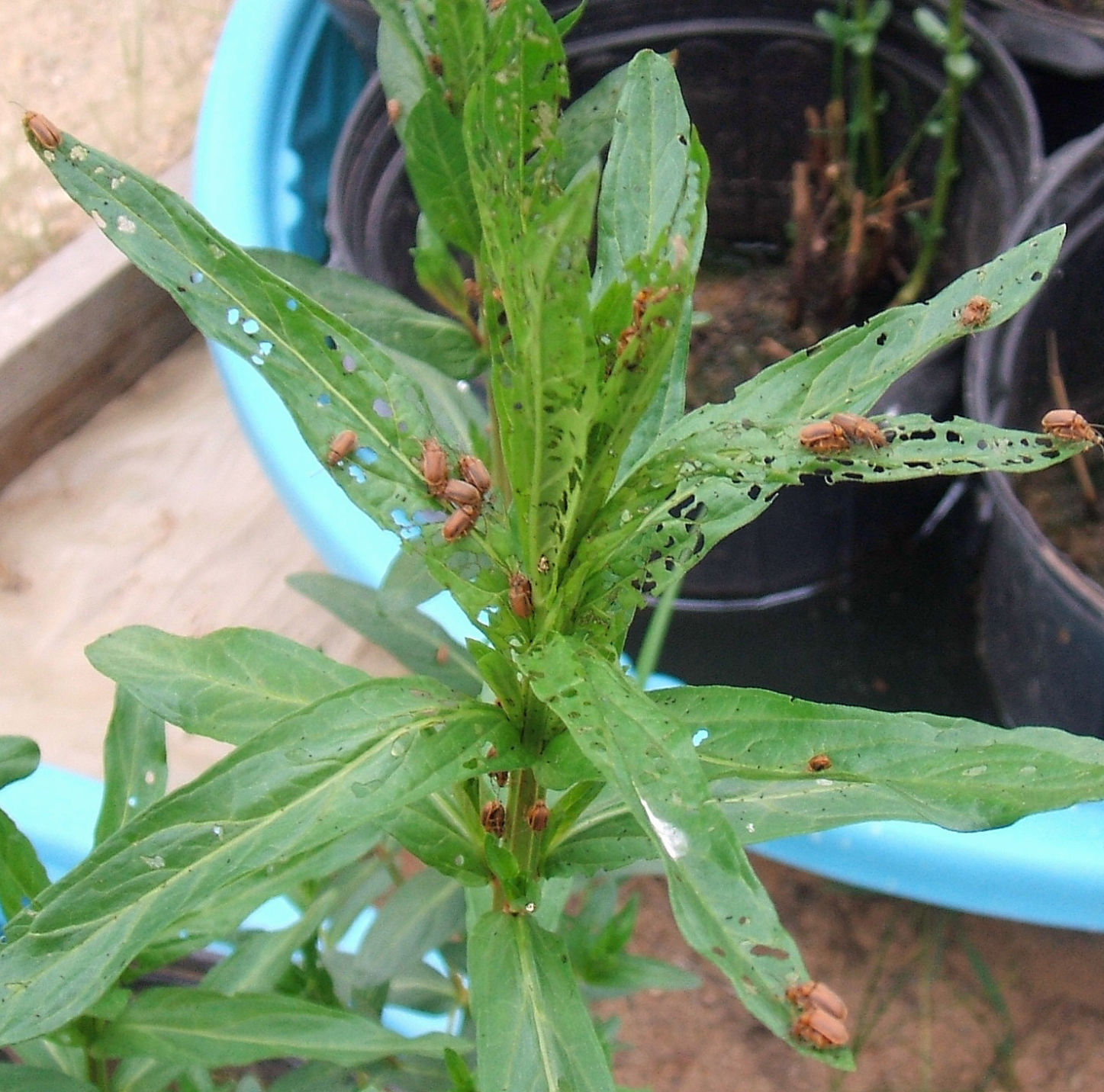 Loosestrife beetles